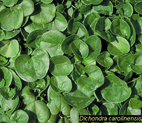 دایکوندرا رپنس